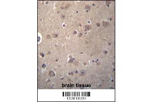 SNX4 Antibody immunohistochemistry analysis in formalin fixed and paraffin embedded human brain tissue followed by peroxidase conjugation of the secondary antibody and DAB staining.