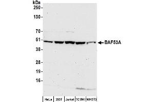 Western Blotting (WB) image for anti-Actin-Like 6A (BAF53A) (AA 25-75) antibody (ABIN7453898)