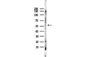 Western blot analysis of lysates from HUVEC cells(starvation 24h treatment), using c-Fos Antibody at 1/1000 dilution.