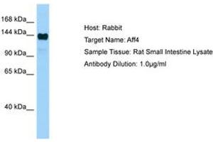 Image no. 1 for anti-AF4/FMR2 Family, Member 4 (AFF4) (AA 751-800) antibody (ABIN6749818) (AFF4 anticorps  (AA 751-800))