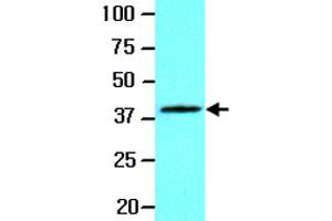 The lysate of A-549 (20 ug) was resolved by SDS-PAGE and probed with WNT3A monoclonal antibody, clone 3A6  (1:1000).