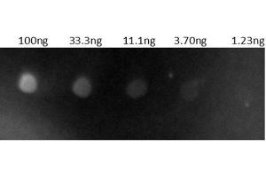 Dot Blot results of Goat Anti-Human IgG Antibody Rhodamine Conjugate. (Chèvre anti-Humain IgG (Heavy & Light Chain) Anticorps (TRITC) - Preadsorbed)