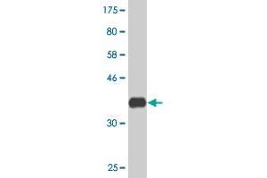Western Blot detection against Immunogen (35.