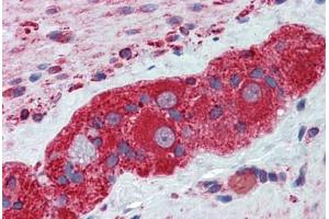 Human Small Intestine, Myenteric Plexus: Formalin-Fixed, Paraffin-Embedded (FFPE) (TUBB2A anticorps  (AA 1-446))