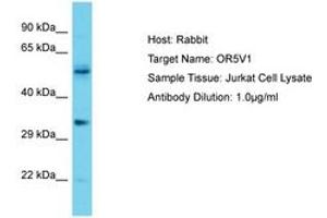 Image no. 1 for anti-Olfactory Receptor, Family 5, Subfamily V, Member 1 (OR5V1) (AA 215-264) antibody (ABIN6750695) (OR5V1 anticorps  (AA 215-264))