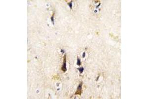 Image no. 1 for anti-Beta-secretase 1 (BACE1) (N-Term) antibody (ABIN360082)