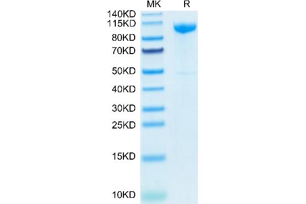 LI Cadherin Protein (AA 23-787) (His tag)