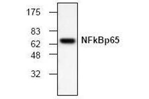 Western Blotting (WB) image for anti-Nuclear Factor-kB p65 (NFkBP65) antibody (ABIN126921) (NF-kB p65 anticorps)