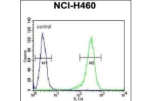 CD2BP2 Antibody (N-term) (ABIN654903 and ABIN2844551) flow cytometric analysis of NCI- cells (right histogram) compared to a negative control cell (left histogram).