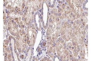 ABIN6272931 at 1/100 staining Mouse kidney tissue by IHC-P. (SQRDL anticorps)
