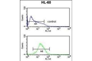 NR1I2 Antibody (Center) (ABIN652618 and ABIN2842413) flow cytometric analysis of HL-60 cells (bottom histogram) compared to a negative control cell (top histogram).