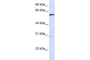 WB Suggested Anti-MANEA Antibody Titration:  0.