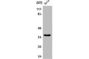Western Blot analysis of 293 cells using Bub3 Polyclonal Antibody (BUB3 anticorps  (C-Term))