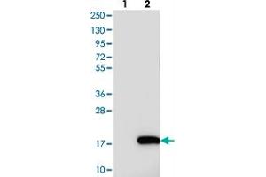 Western blot analysis of Lane 1: Negative control (vector only transfected HEK293T lysate), Lane 2: Over-expression Lysate (Co-expressed with a C-terminal myc-DDK tag (~3. (NRARP anticorps)