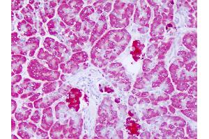 Anti-LYPLAL1 antibody IHC of human pancreas.