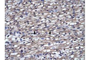 Image no. 1 for anti-Septin 4 (SEPT4) (N-Term) antibody (ABIN6735940)