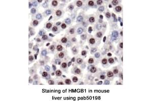 Image no. 1 for anti-High Mobility Group Box 1 (HMGB1) (AA 100-200) antibody (ABIN363507) (HMGB1 anticorps  (AA 100-200))