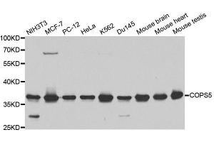 Western blot analysis of extracts of various cell lines, using COPS5 antibody.