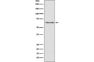 Western blot analysis of CDC45 expression in Jurkat cell lysate.