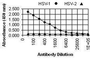 ELISA image for anti-Herpes Simplex Virus Type 1 ICP4 (HSV1 ICP4) antibody (ABIN265556) (HSV1 ICP4 anticorps)