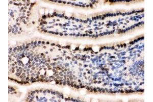 IHC testing of frozen mouse small intestine tissue with LMNB1 antibody. (Lamin B1 anticorps  (AA 266-583))