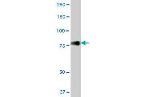CD44 MaxPab polyclonal antibody.