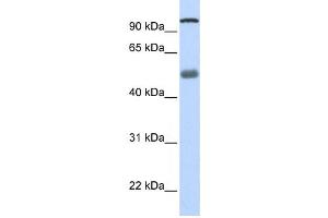 Western Blotting (WB) image for anti-DEAH (Asp-Glu-Ala-His) Box Polypeptide 32 (DHX32) antibody (ABIN2458244) (DHX32 anticorps)