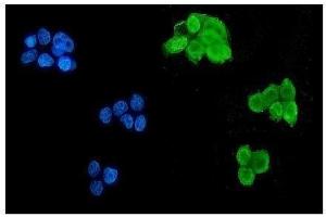 IF analysis of MSI using anti-MSI antibody (ABIN7603130). (MSI1 anticorps  (N-Term))