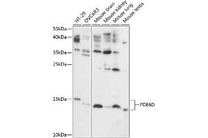 Western blot analysis of extracts of various cell lines, using PDE6D antibody (ABIN7269303) at 1:1000 dilution. (PDE6D anticorps  (AA 1-150))