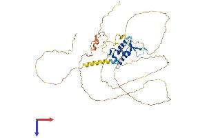 AlphaFold protein structure predicition of Human Recombinant FOXA1 Protein, UniprotID P55317