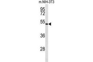 Western blot analysis of Fibulin-4(arrow) in mouse NIH-3T3 cell line lysates (35ug/lane) using Fibulin-4  Antibody  (C-term). (FBLN4 anticorps  (C-Term))