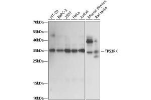 Western blot analysis of extracts of various cell lines, using TP53RK antibody (ABIN7270864) at 1:1000 dilution. (TP53RK anticorps  (AA 1-253))