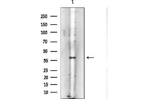 Western blot analysis of lysates from PC12 cells, using Nucleophosmin Mouse Monoclonal Antibody at 1/1000 dilution.