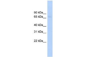 Human HepG2; WB Suggested Anti-ABCF2 Antibody Titration: 0. (ABCF2 anticorps  (Middle Region))