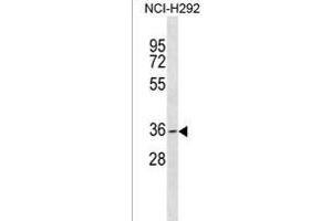 GDF5OS Antibody (C-term) (ABIN1536843 and ABIN2850030) western blot analysis in NCI- cell line lysates (35 μg/lane). (GDF5OS anticorps  (C-Term))