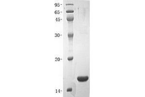Validation with Western Blot