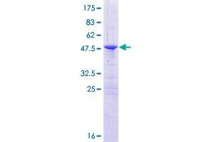 Image no. 1 for Oligonucleotide/oligosaccharide-Binding Fold Containing 2A (OBFC2A) (AA 1-204) protein (GST tag) (ABIN1313309)