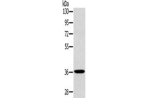 Western Blotting (WB) image for anti-PDZ and LIM Domain 1 (PDLIM1) antibody (ABIN2423956) (PDLIM1 anticorps)