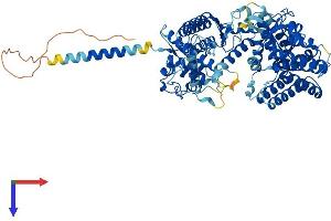 AlphaFold protein structure predicition of Human Recombinant KEL Protein, UniprotID P23276