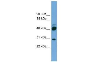 Western Blot showing PRR5 antibody used at a concentration of 1-2 ug/ml to detect its target protein. (PRR5 anticorps  (N-Term))