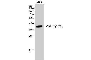 Western Blotting (WB) image for anti-AMPK gamma 1/2/3 (Internal Region) antibody (ABIN3183276) (AMPK gamma 1/2/3 (Internal Region) anticorps)