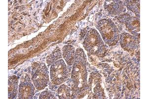 IHC-P Image 5HT1A Receptor antibody [N3C1], Internal detects 5HT1A Receptor protein at cytosol on mouse duodenum by immunohistochemical analysis.