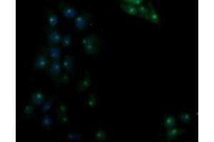 Image no. 1 for anti-Ras Association (RalGDS/AF-6) Domain Family (N-terminal) Member 8 (RASSF8) antibody (ABIN1500618)