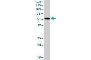 NFIB MaxPab polyclonal antibody.
