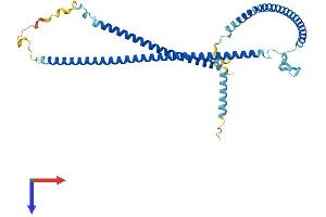 AlphaFold protein structure predicition of Human Recombinant RIBC1 Protein, UniprotID Q8N443