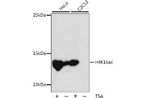 Western blot analysis of extracts of various cell lines using Acetyl-Histone H4-K16 Polyclonal Antibody at dilution of 1:1000. (Histone H4 anticorps  (acLys16))
