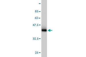 Western Blot detection against Immunogen (36.
