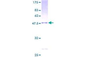 Image no. 1 for Regulator of G-Protein Signaling 1 (RGS1) (AA 1-196) protein (GST tag) (ABIN1317920)