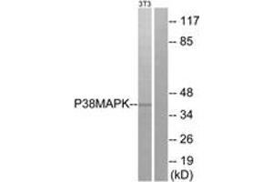 Western blot analysis of extracts from NIH-3T3 cells, treated with UV, using p38 MAPK (Ab-180) Antibody. (MAPK14 anticorps  (AA 157-206))