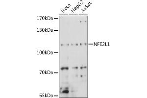 Western blot analysis of extracts of various cell lines, using NFE2L1 antibody (ABIN7268969) at 1:1000 dilution. (NFE2L1 anticorps  (AA 515-772))